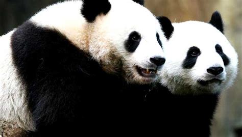 Survey Finds Giant Pandas No Longer ‘endangered In China Free