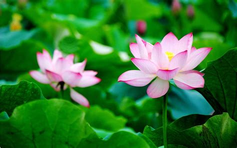 25 Choices Lotus Flower Desktop Wallpaper You Can Get It At No Cost Aesthetic Arena
