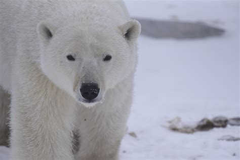 What Are The Top Threats Polar Bears Face