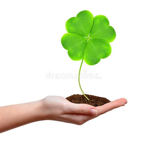 Green Clover Leaf Stock Photo Image Of Plant Hope Lucky 39454188