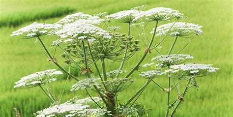 Warning Over Giant Hogweed Which Is Set To Thrive Britains ‘most