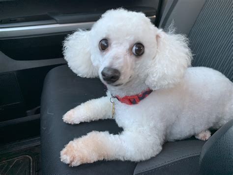 79 Pictures Of Bichon Frise Haircuts L2sanpiero