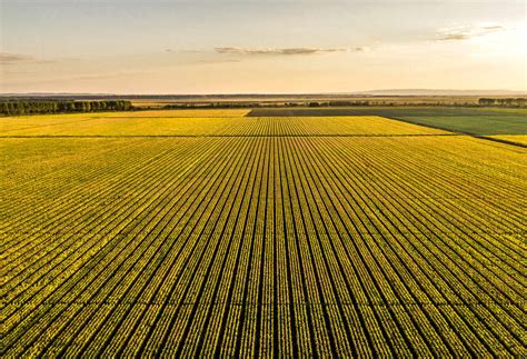 Aerial View Of Vast Corn Field At Sunset Stock Photo