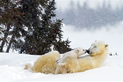 Baby Polar Bear Cubs In Canada Captured With Pictures Ny Daily News