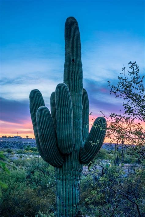 Pin By Connie Coons On Arizona Cactus Plants Plants Arizona