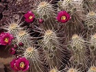 cactus wallpaper free - HD Desktop Wallpapers | 4k HD