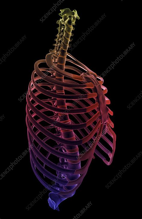 The Thorax Stock Image F0017920 Science Photo Library