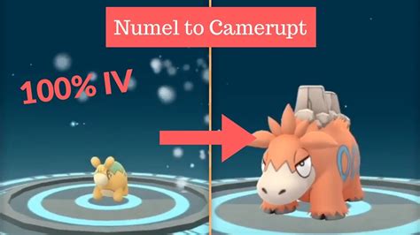 Evolving 100 Iv Numel To Camerupt Pokémon Go Youtube