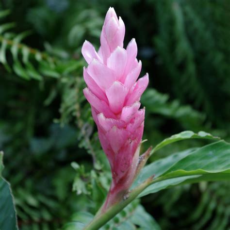 Info Baru Pink Ginger Plant