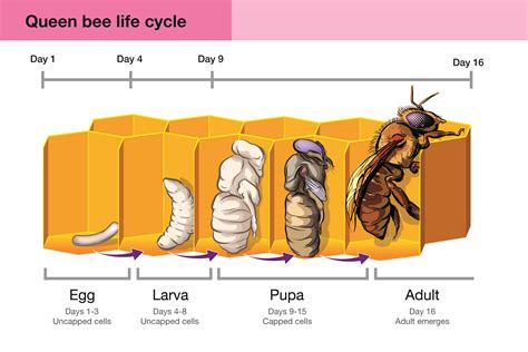 02 Life Cycle Serendipi Bee