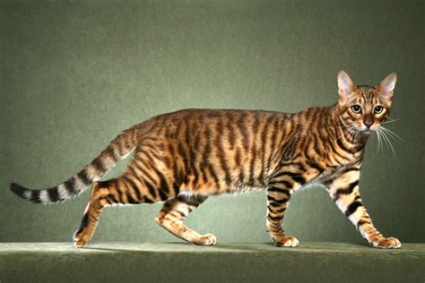 Kucing Termahal Di Dunia 15 Jenis Kucing Paling Mahal Di Dunia Hampir