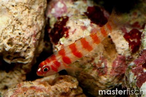 Candy Cane Coral Goby Trimma Cana Online Shop