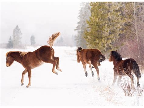 What Its Like Photographing The Wild Horses Of Alberta Our Canada