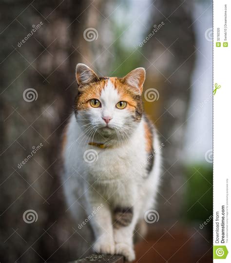 Cat Sitting On A Fence Stock Photo Image 32782320
