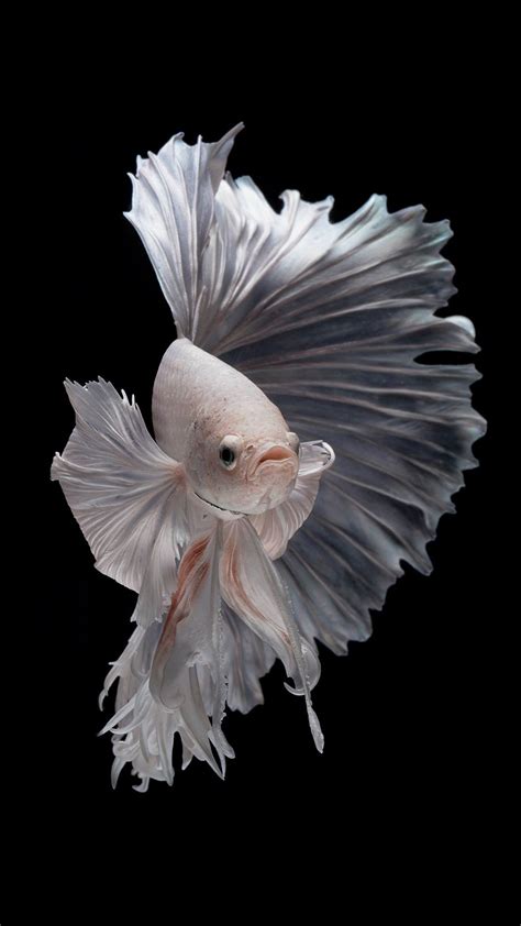 736 x 1309 jpeg 81 кб. Free Wallpaper for iPhone 7 Plus with Albino Betta Fish ...