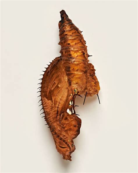 Butterfly Pupae Levon Biss