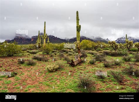 Sonoran Desert Landscape Scene With Snow Atop The Superstition