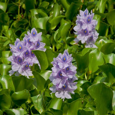 Jumbo Water Hyacinthblue Shell Flowerthe Pond Guy