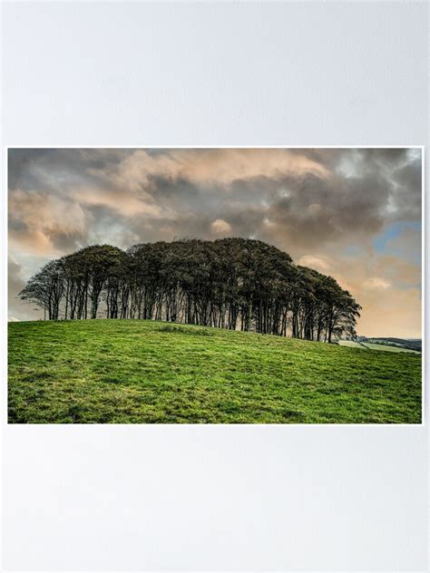 Nearly Home Trees Coming Home Trees Cornwall Trees Cookworthy Knapp