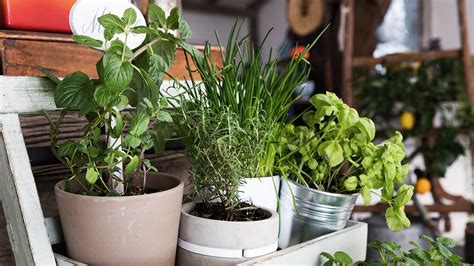 The ultimate guide to growing herbs at home - The NEFF Kitchen