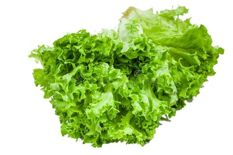 Fresh Green Lettuce Salad Stock Photo Image Of Color 207354342