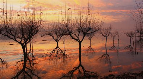 Wallpaper Trees Landscape Sunset Nature Reflection Branch