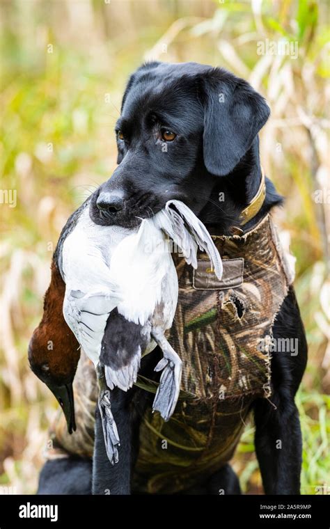 Black Lab Hunting High Resolution Stock Photography And Images Alamy