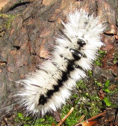 Hickory Tussock Moth Caterpillar Lophocampa Caryae Bugguide Net