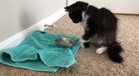 Owners Try Everything To Get Their Cat To Stop Dumping Out Her Water In