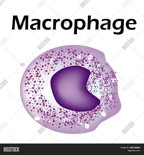 Structure Monocyte Image And Photo Free Trial Bigstock