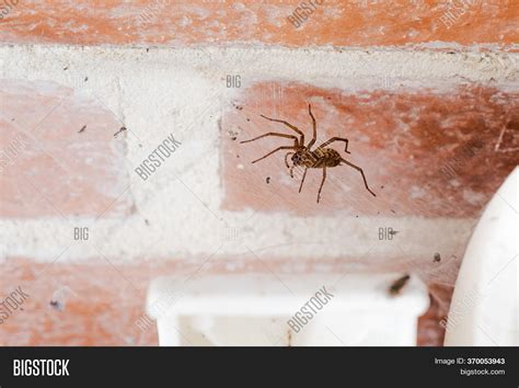 Domestic House Spider Image And Photo Free Trial Bigstock