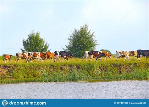 Cows On Pasture Near Lake Beautiful Summer Landscape Stock Image