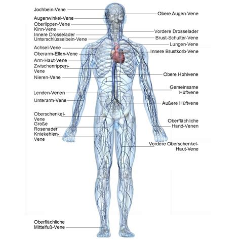 Der aufbau und die körperfunktion des lymph systems. Die Anatomie des Menschen