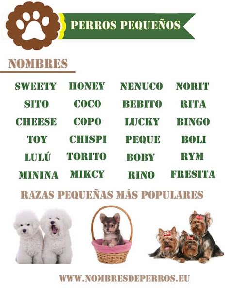 50 Nombres Para Perros Chiquitos Cuanto Viven Los Animales
