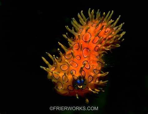 78 Best Ideas About Puffer Fish On Pinterest Animal Photography Fish