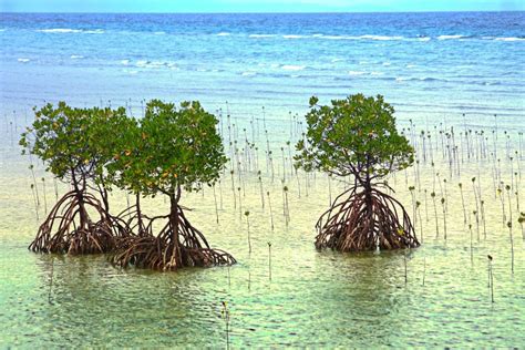 Mangrove Trees At The Coast Stock Photo Image Of Color Basic 117492062