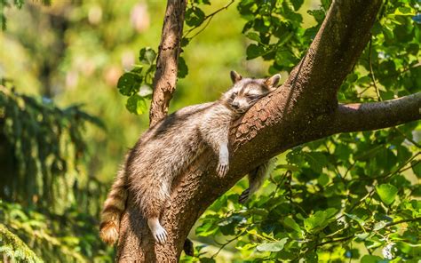 Animals Raccoons Mammals Wallpapers Hd Desktop And Mobile Backgrounds