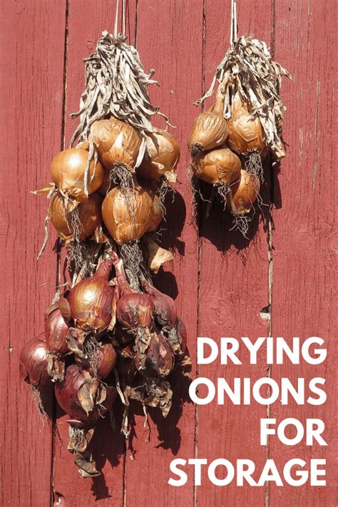 How To Dry Onions For Storage Gardening Channel