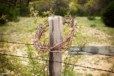 Crown Of Thorns On A Texas Hill Country Fence Post Stock Photo