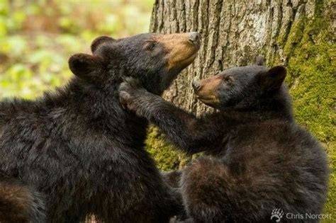 Pin By Sylvia Gonzalez On Bears Bear Black Bear Bear Hug