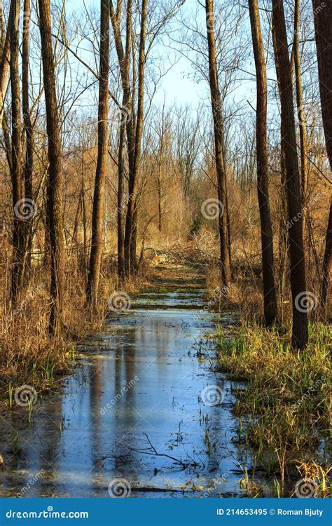 Floodplain Forest There Is Spilled Water Between The Trees Stock Image