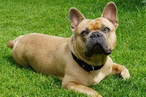 At What Age Can You Breed A French Bulldog Unusual Facts About