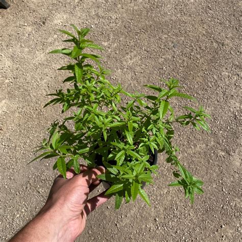 Lemon verbena, aloysia triphylla (formally lippia citriodora), is a native of chile and peru, where it grows ten to fifteen foot tall. Lemon Verbena | Aloysia triphylla Delivered to London ...