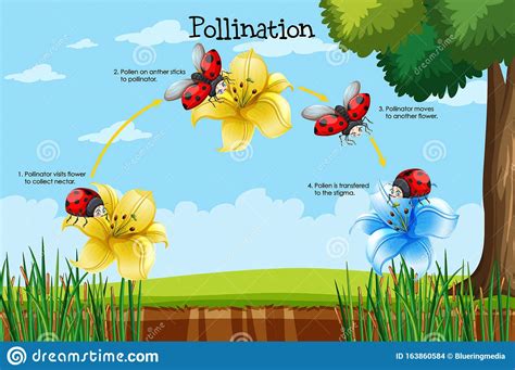Diagram Showing Pollination With Flower And Bug Stock Vector