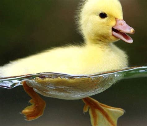 Viele private anbieter aber auch züchter nutzen den haustiernazeiger um ihre welpen, hunde, katzen, reptilien oder kaninchen und haustiere jeglicher art zu verkaufen und kaufen. Ente ente ente...😊 | Niedliche entchen, Süßeste haustiere ...