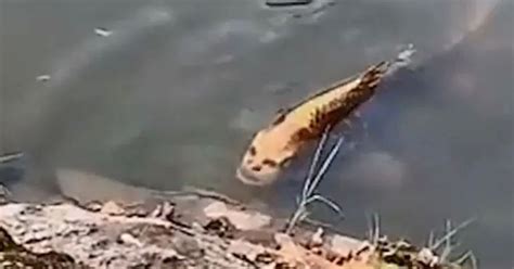 Fish With Human Face Spotted In Lake And Its Really Creeping