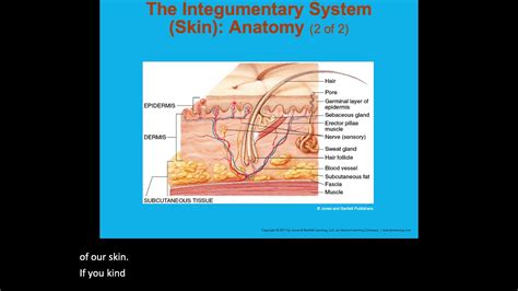 Chapter 6 Part 7 Integumentary System Youtube