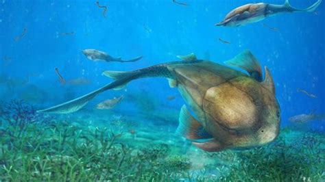 Human Jaws Developed From This Prehistoric Armoured Fish That Dominated