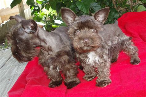 mmrivercityschnauzers.com - Miniature Schnauzer Puppies for Sale in San