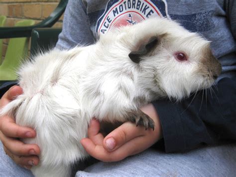 Abyssinian Guinea Pigs Care Guide Breeds Colours Origin Pethelpful